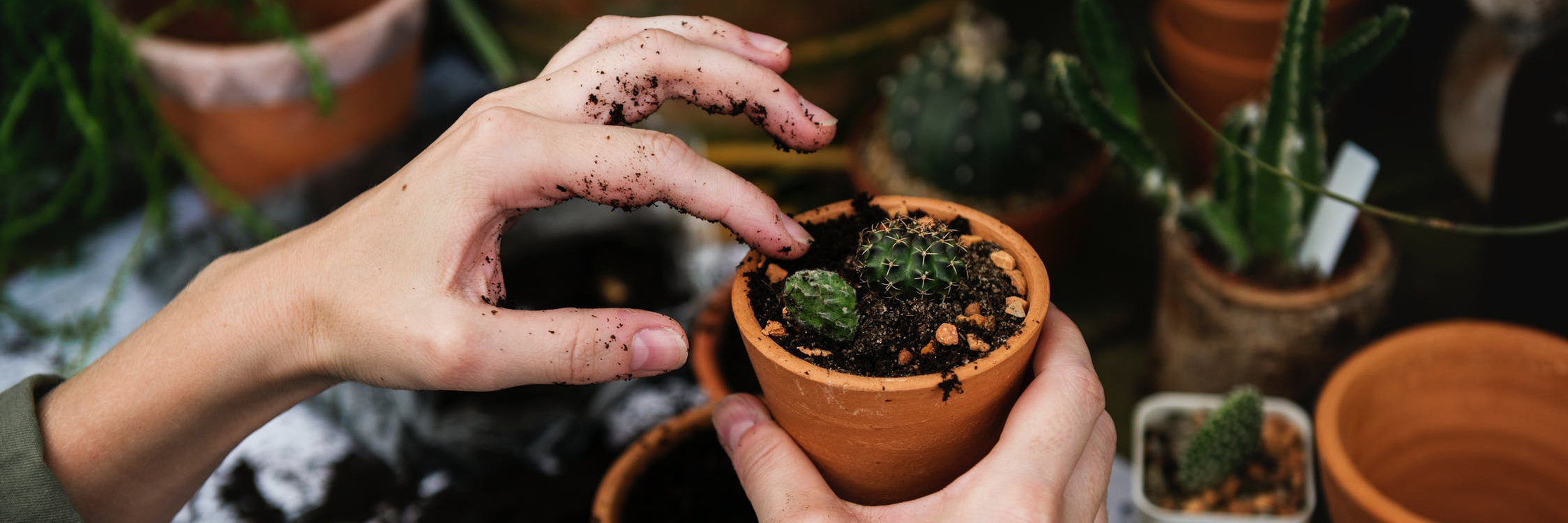 Снижение цен на садовые бирки-петельки к весеннему сезону
